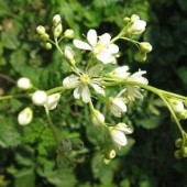 БЛАТЕН ТЪЖНИК корени БЛАТЕН ТЪЖНИК корени